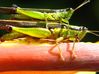 grasshopper2.JPG